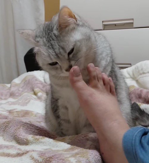 飼い主の足のにおいを嗅ぐ猫