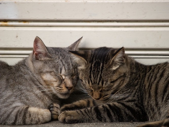 頭をくっつける2匹の猫