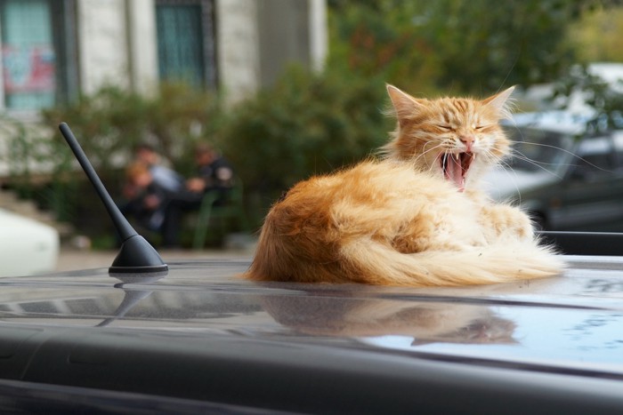 ボンネットの上であくびをしている猫