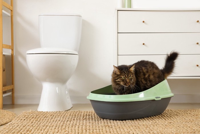 猫とトイレ