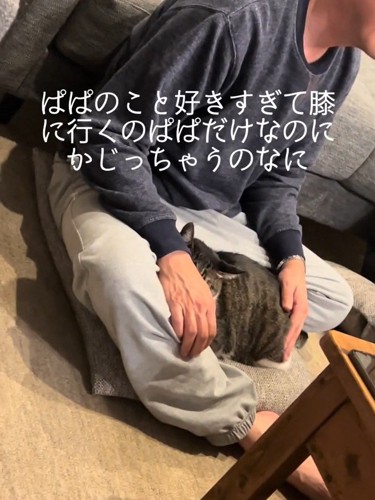 なでられる猫