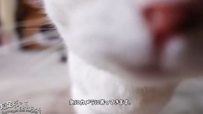 カメラに近寄る猫