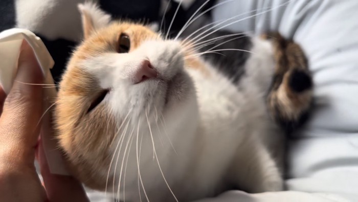 関係なく甘えるミケ