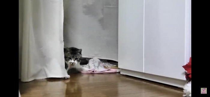 カーテンの裏に隠れる猫