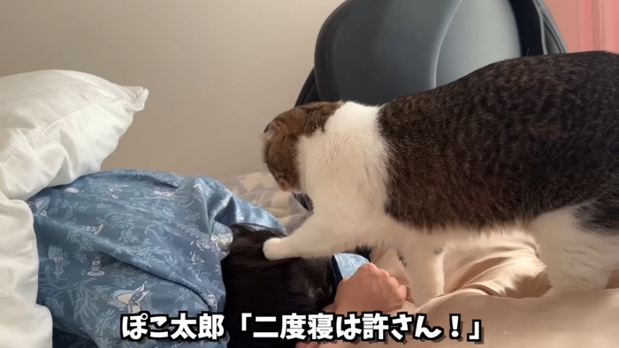 うつ伏せの人の頭に前足を乗せる猫