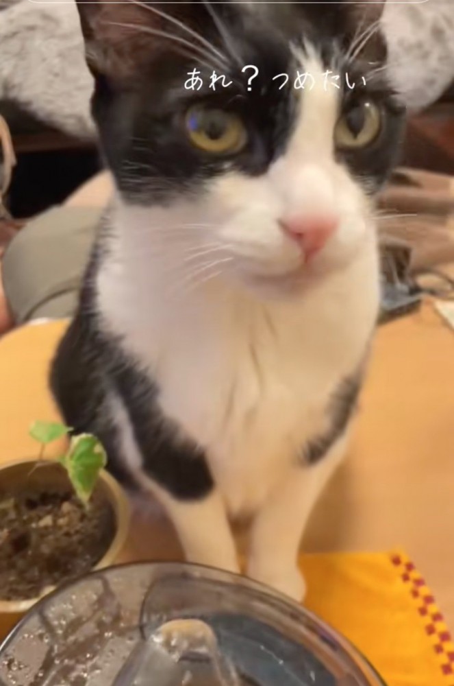 水を飲む猫