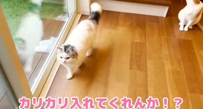 歩いている猫