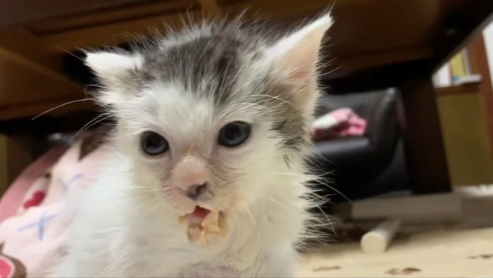 口の周りが汚れた子猫