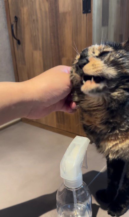 なでられる猫
