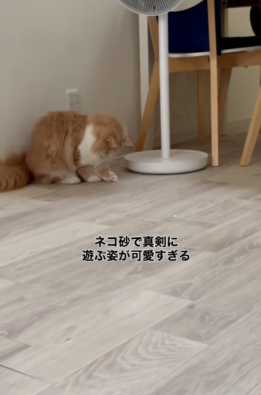 猫砂で遊んでいる猫