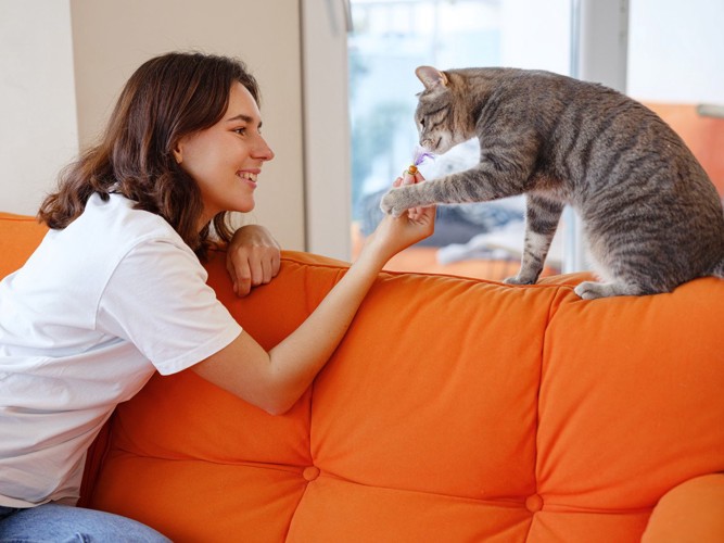 飼い主と遊ぶ猫