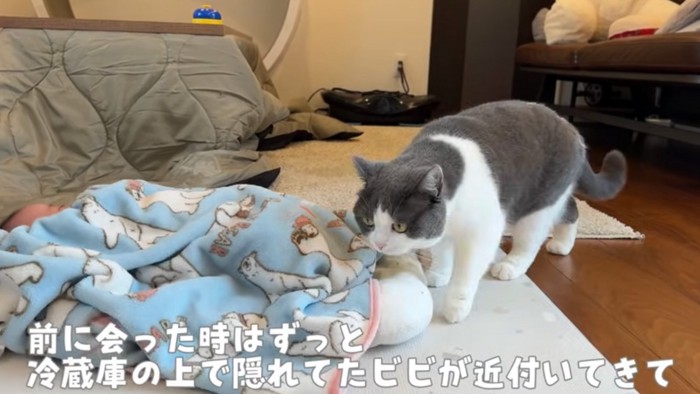 寄り添う猫