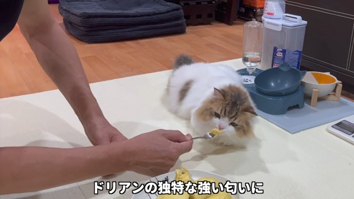 スプーンのドリアンのにおいを嗅ぐ猫