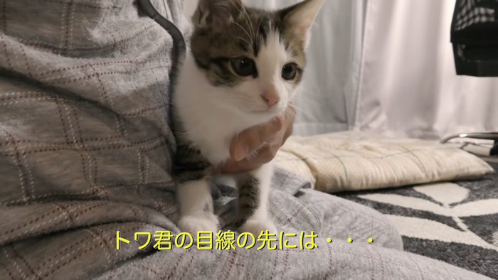 前を見ている子猫