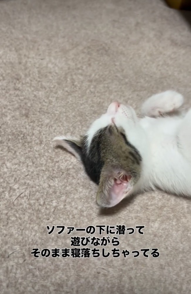 眠る子猫の寝顔