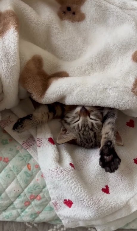伸びをする猫