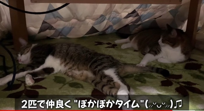 横たわる猫