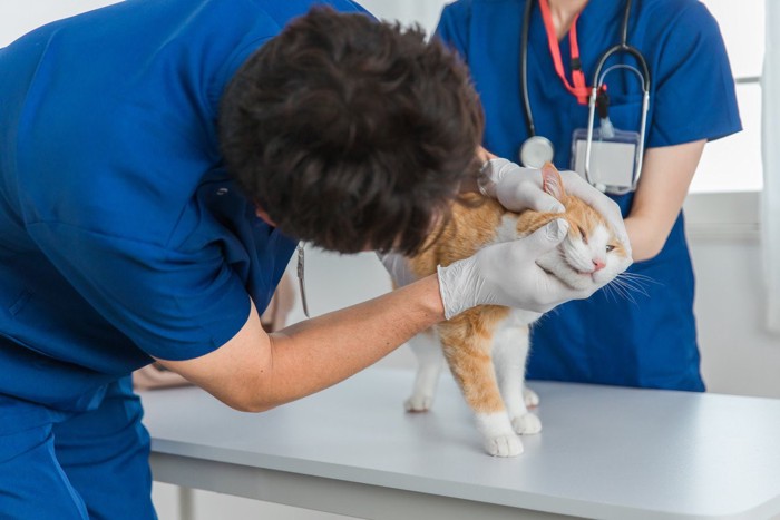 口の中を診察される猫