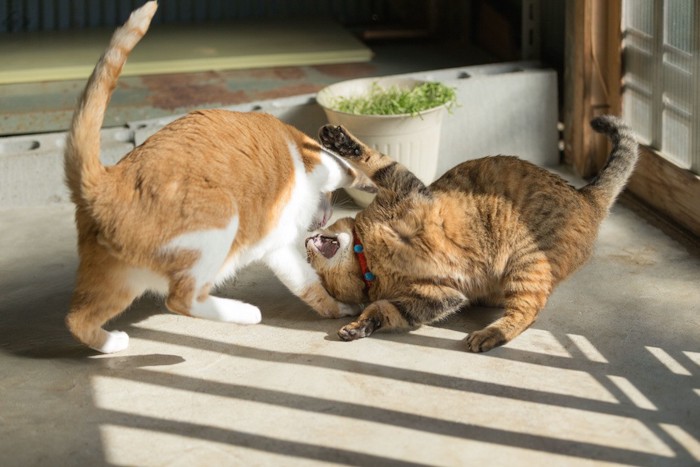 じゃれ合う二匹の猫