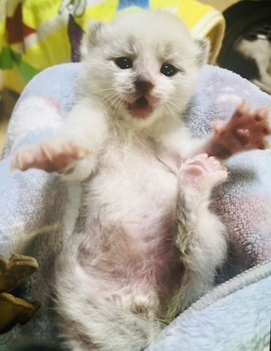 タオルの上で仰向けの子猫