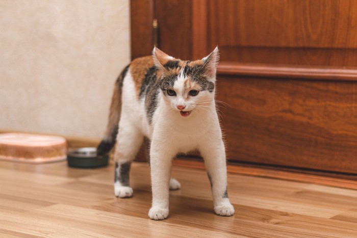 怒る子猫