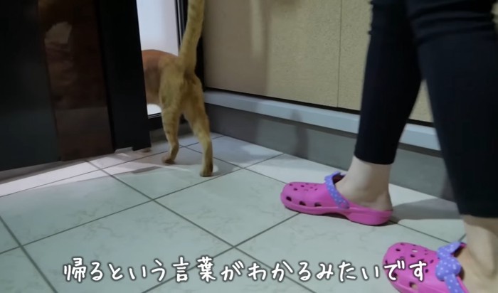 家の中へ入っていく猫さん