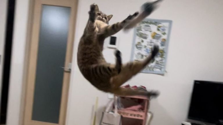 空中にいる猫