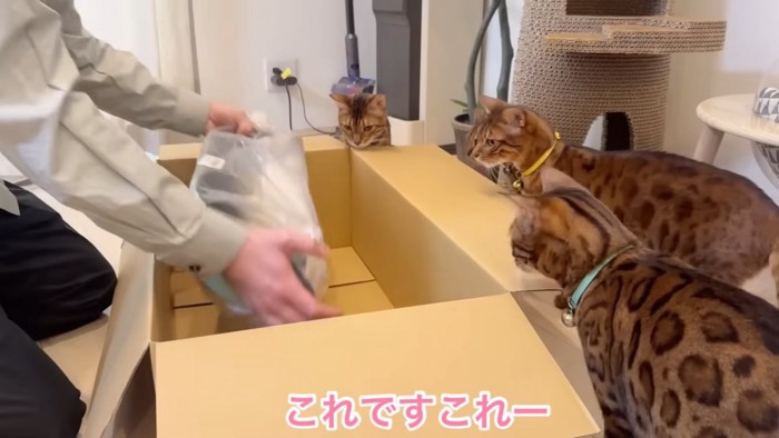 箱の中を見る猫