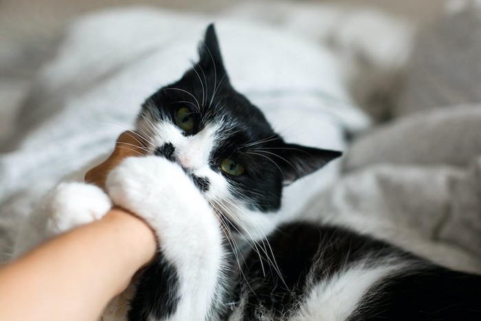 飼い主の手を掴んで噛みつく猫