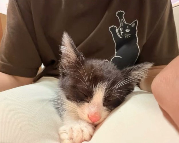 人のひざの上で寝る子猫