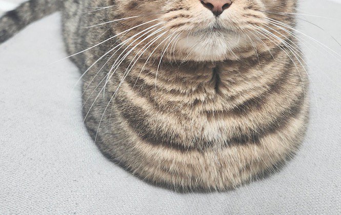 手を腹の下にしまって座る猫