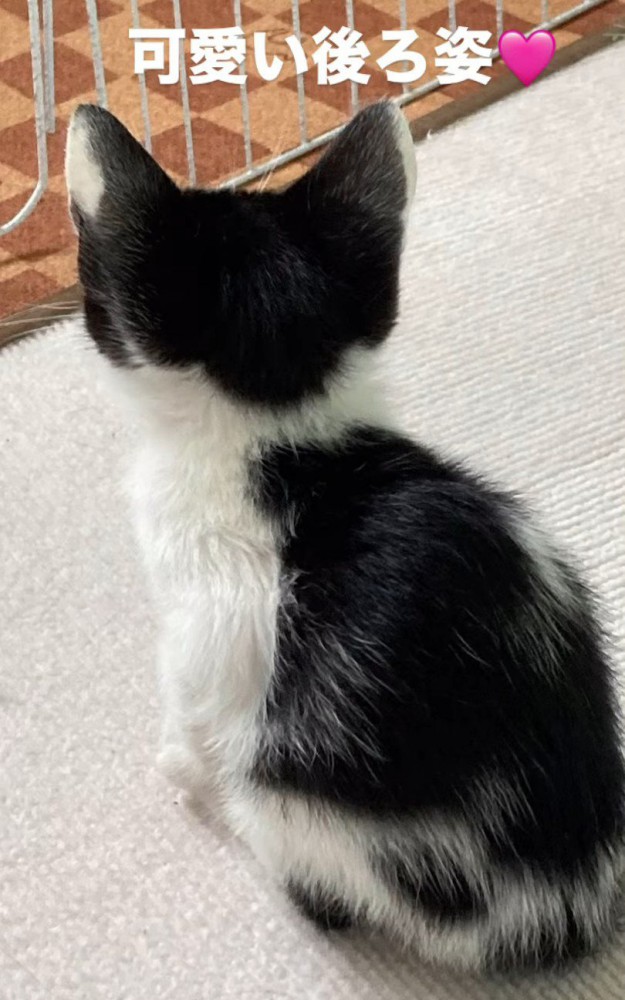 子猫の後ろ姿