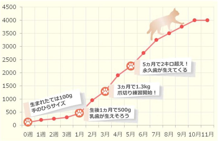 ブリティッシュショートヘアの子猫の体重推移