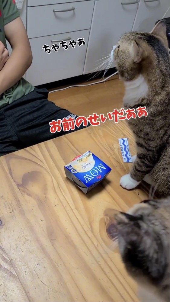 テーブルに乗る猫