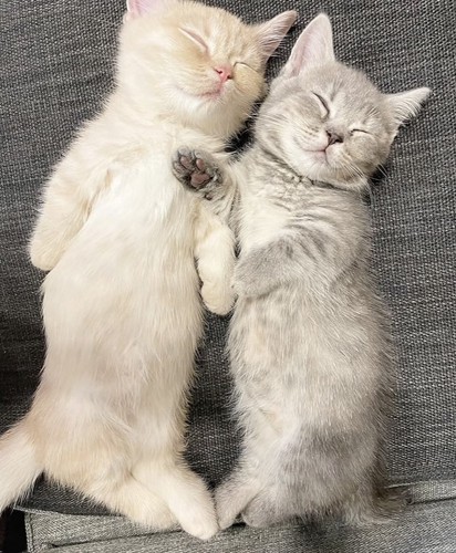 ソファで眠る2匹のマンチカン