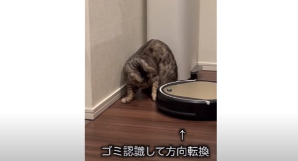 ゴミ認識される猫