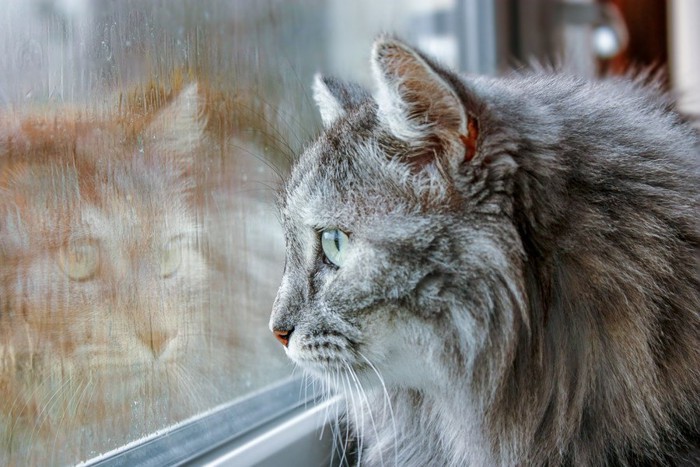 窓から雨の様子を眺める猫