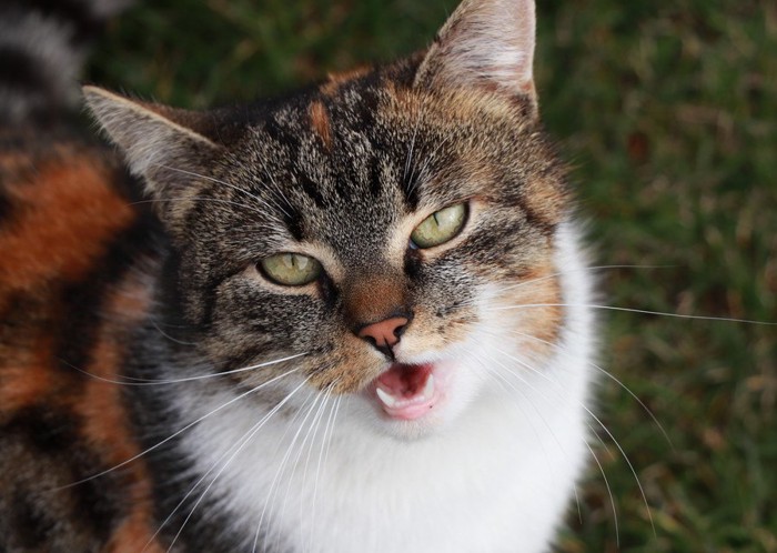 鳴く猫