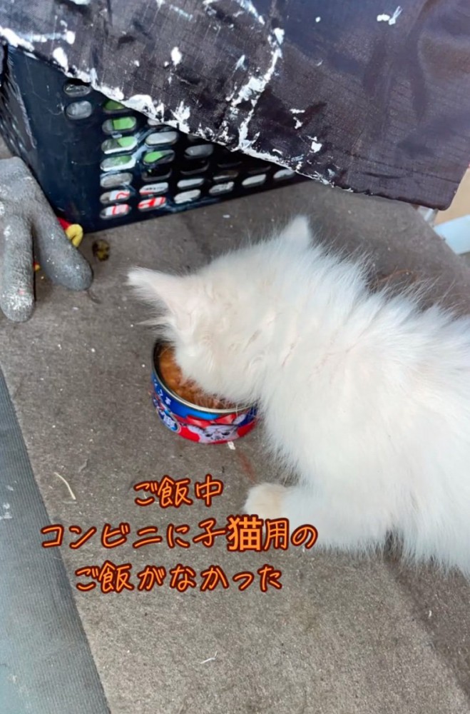 ご飯を食べる子猫