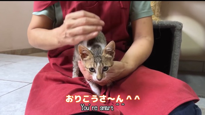 人の膝の上に乗る猫