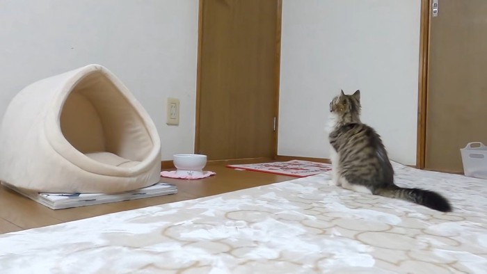 ドアを見つめる猫