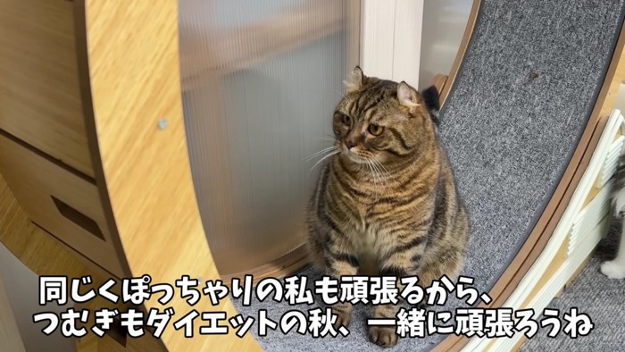 回し車に乗る猫