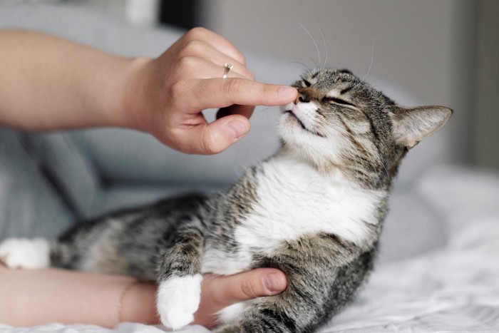 飼い主と遊んで幸せそうな猫