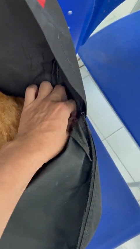 耳を触られる猫