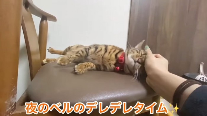 頭をなでられる猫