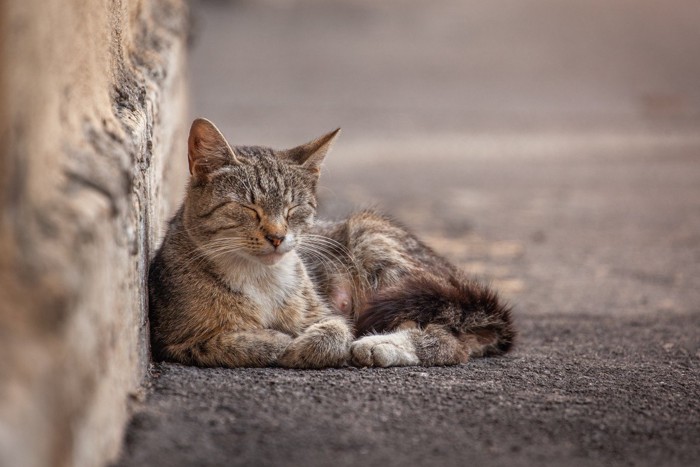 寝ている野良猫