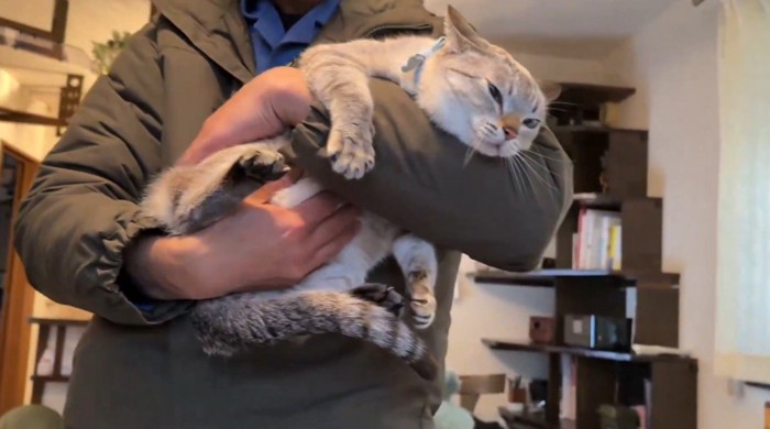 抱っこされておなかをもまれる猫3