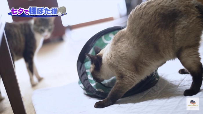 トンネルを覗くシャム猫