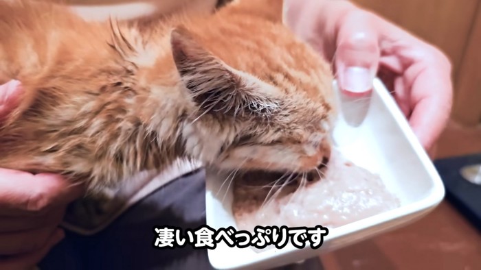 ごはんを食べる子猫