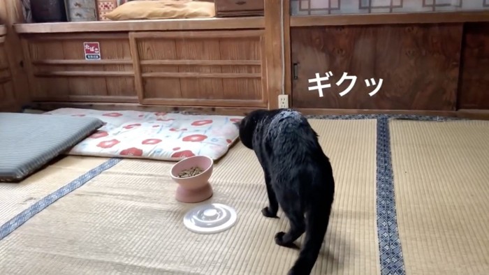 飼い主さんにバレた天くん